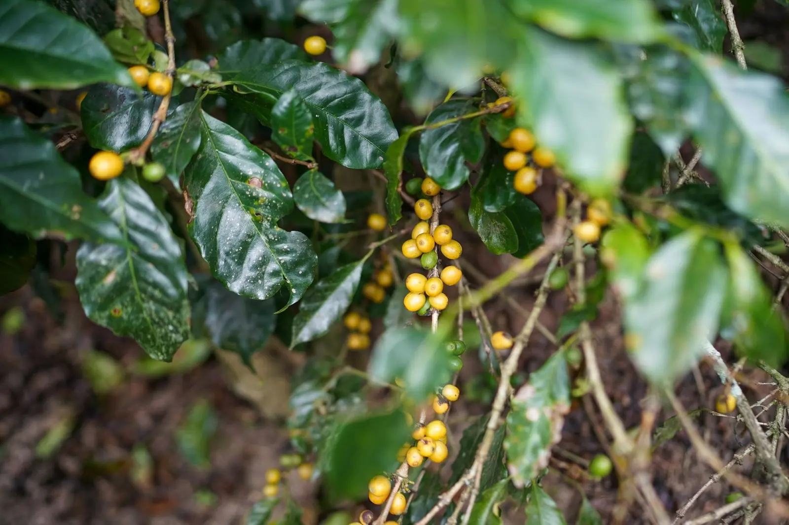 Gelbe Kaffeekirschen an einer Kaffeepflanze als Beispiel für den Herkunftsnachweis nach der EUDR
